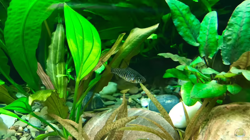 Echinodorus von Jezzy (4)