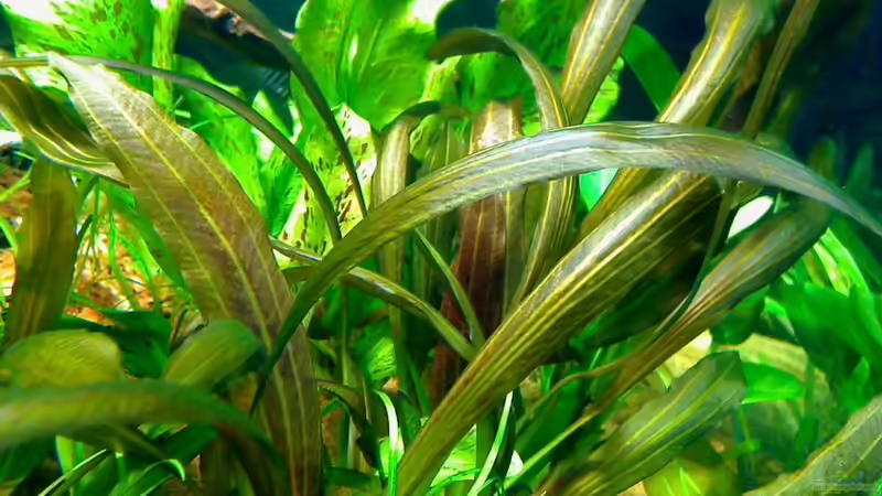 echinodorus von jobreuer (5)