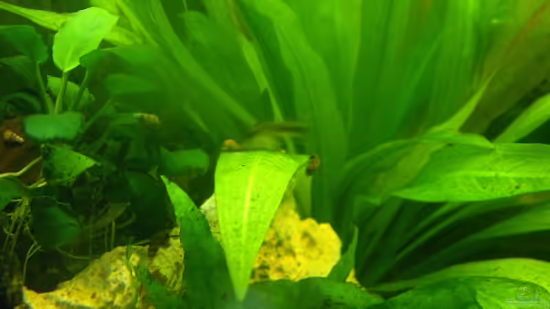 Echinodorus von Lee Kienle (8)