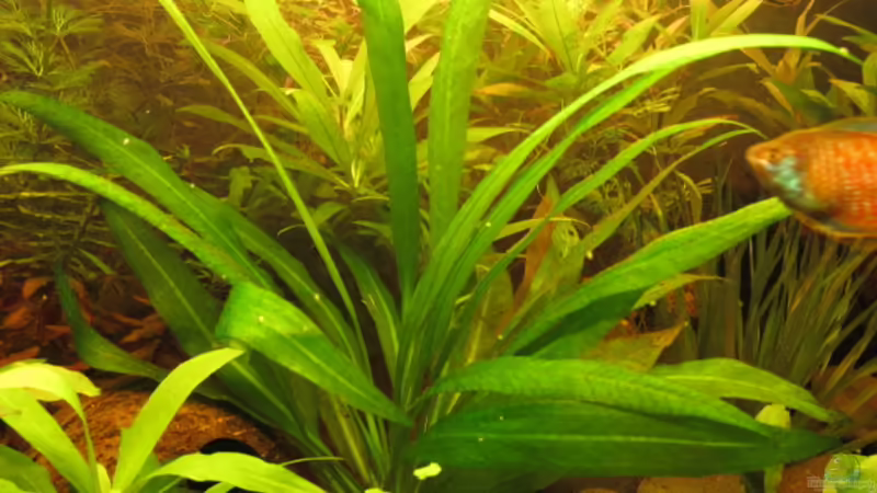 Echinodorus von Locke1992 (8)