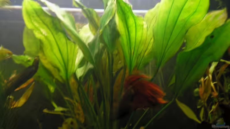 Echinodorus von Mario Lange (4)