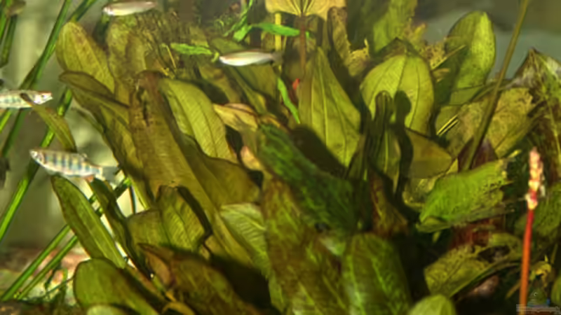 Echinodorus von Martin G. (3)