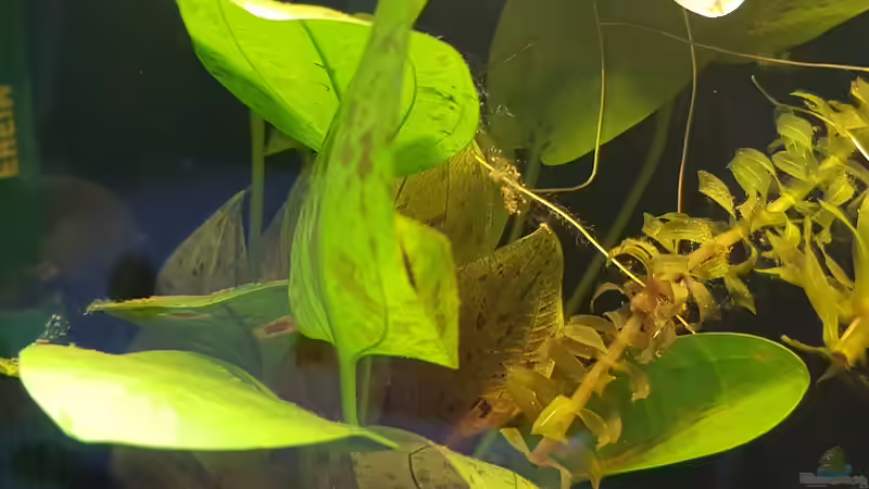 Echinodorus von Max Latinski (3)