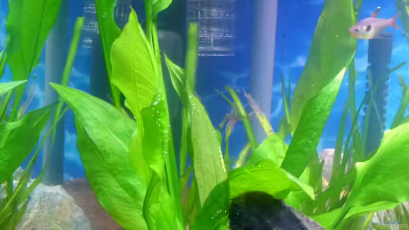 Echinodorus von Mc.Maurer (14)