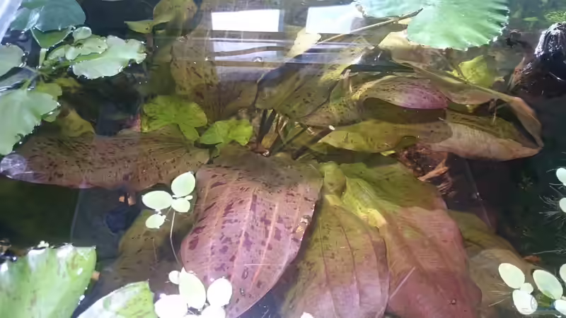 Echinodorus von oben von miv (16)