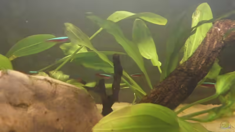 Echinodorus von Sebastian K. (3)