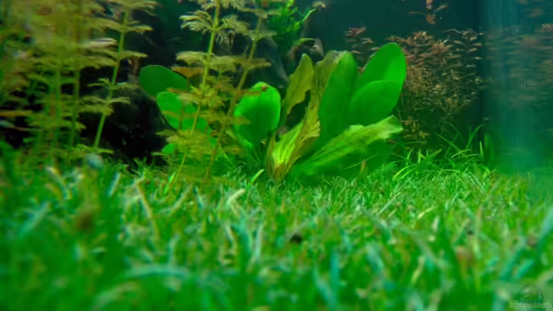 Echinodorus von Stefan Reinl (12)