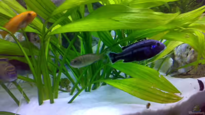 Echinodorus von Sylvia Hoffmann (5)