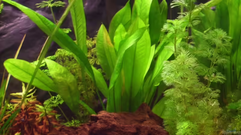 Echinodorus von Thomas Gornioczek (9)