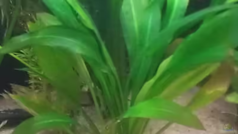 Echinodorus? von Tobi L. (13)