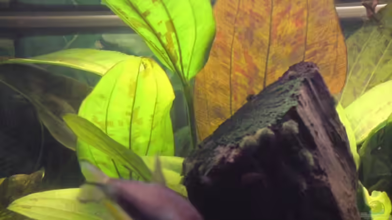 Echinodorus x A Seng von Sebastian Becker (12)