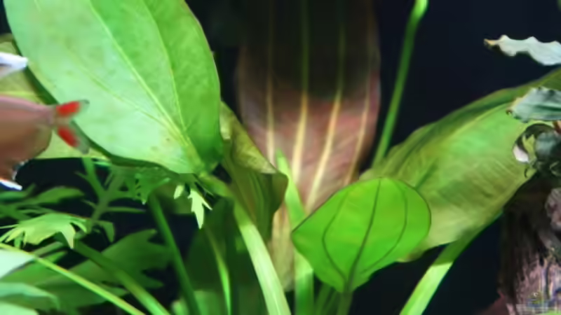 Echinodorus Xbarthii, Orsis doppelt rot, Aufnahme vom 3.8.2021 von ernst11 (25)