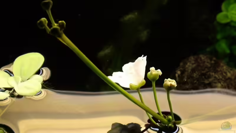 Echinodorusblüte über Wasser von Oliver Bartels (7)