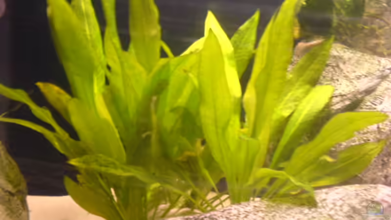 Echinodous bleheri von Ronny Laumer (2)