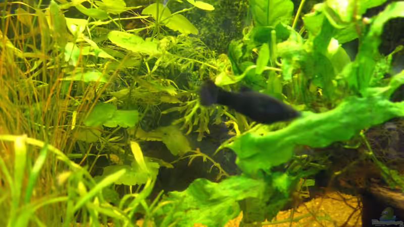 Echinondorus tenellus von Wassernarr (3)