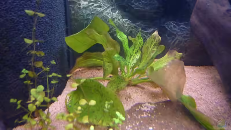 Echinorous Ozelot (Ozelot Froschlöffel) von basSman (5)