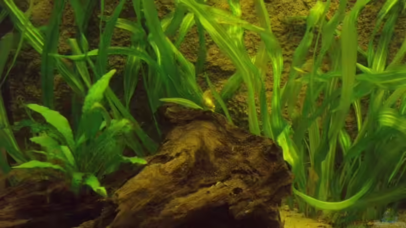 echo horemanii und javafarn von Mario Mehren (5)