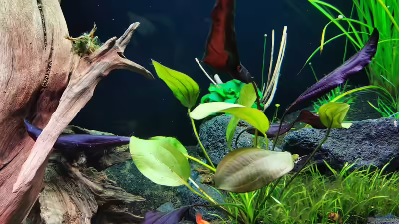 Echonodorus Aflame von David Schneider Aquaristik (14)