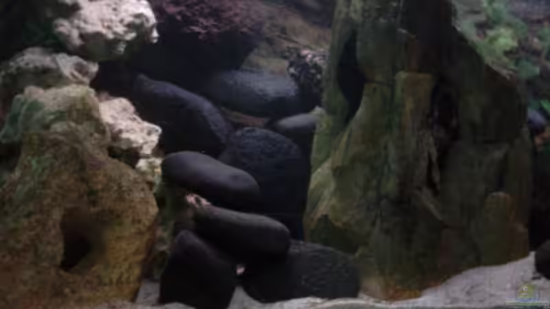 ´Echte´ Beleuchtung (Für die anderen Bilder wurde das Licht aufgedreht) von Aquawater (7)