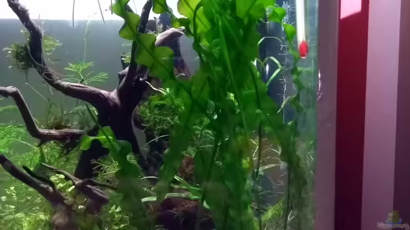 Echte Madagaskar Wasserähre, Aponogeton ulvaceus von Stephy (15)