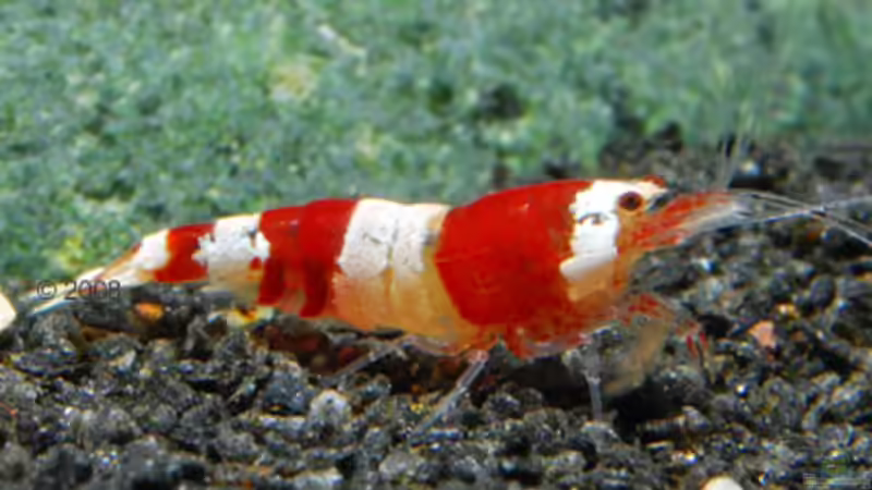 Echte Zebrazwerggarnele (Hummelgarnele) von bjoern21x (12)