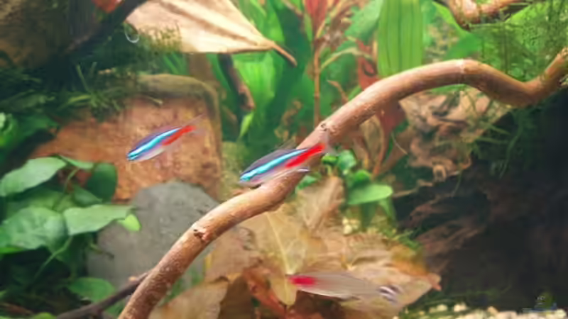 Echter Neon von Jason (46)