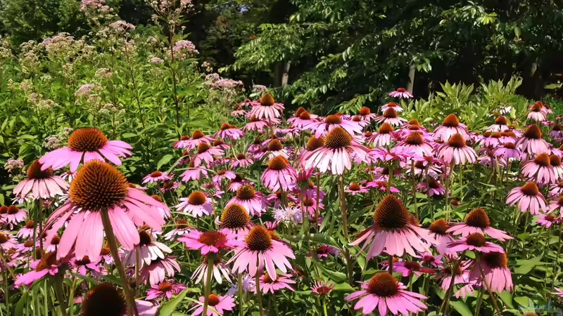 Echter Sonnenhut oder falscher Sonnenhut? Die Geschichte zweier Gartenpflanzen