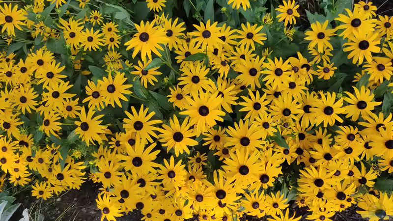 Echter Sonnenhut oder falscher Sonnenhut? Die Geschichte zweier Gartenpflanzen