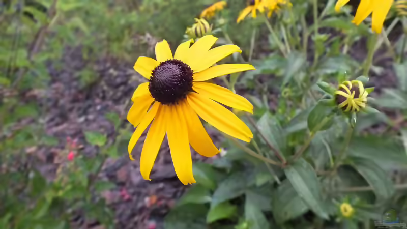 Echter Sonnenhut oder falscher Sonnenhut? Die Geschichte zweier Gartenpflanzen