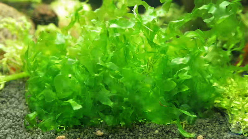 echter Süsswassertang von SouthAmerica (35)