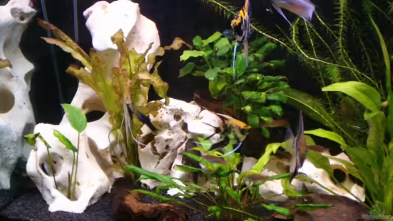 Echtes Lochgestein von Nadine Wilmer (11)