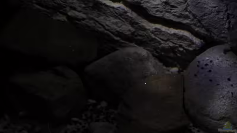 Echtgestein vor BTN Rückwandmodul von The Pictus catfish (11)