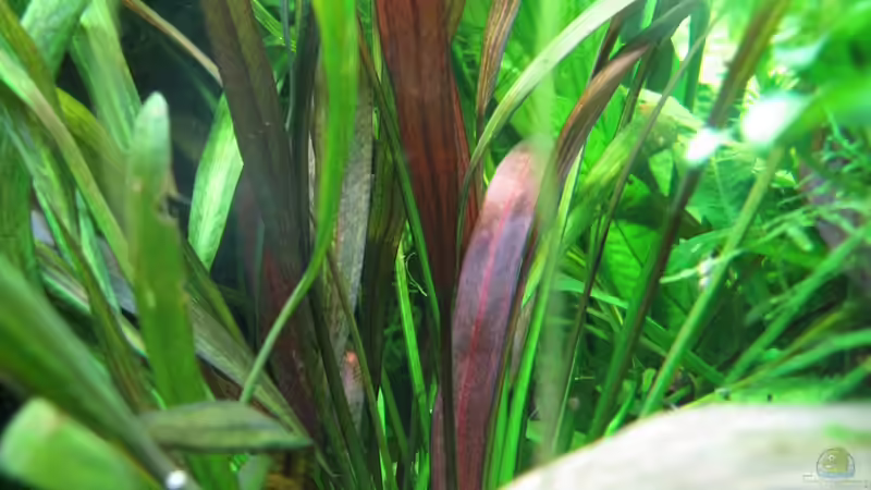 Ecinodorus ´scarlet snake´ von Patricia (5)