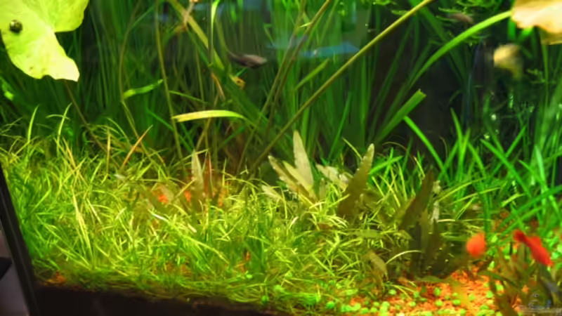 Ecinodorus tenellus + Cryptocorynen von Matthias Weber (6)