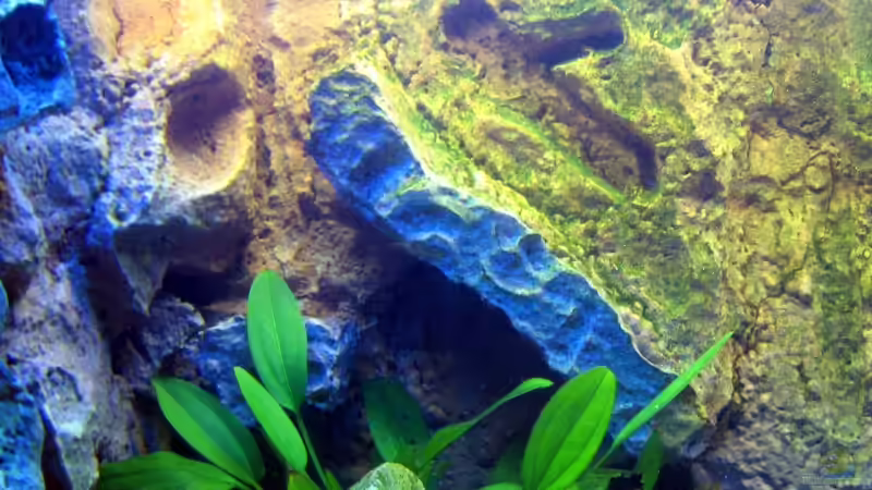 Eck ansicht der  Rückwand von Dennis V12 (14)