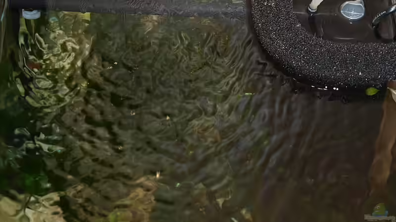 Eck HMF und Oberflächenbewegung von rapid (39)