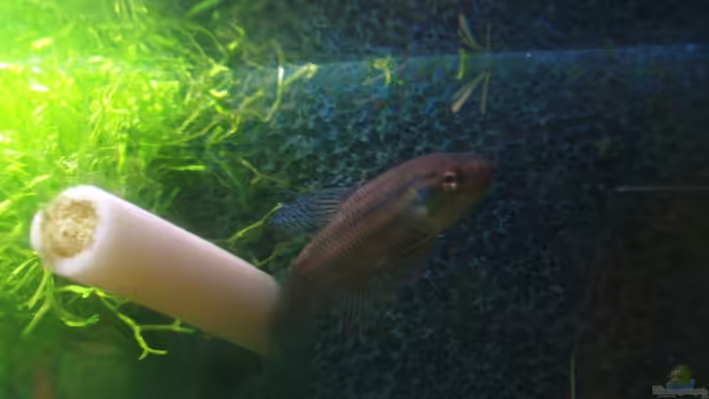 Eck-HMF von aetti (5)