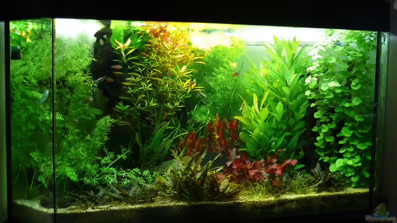 Eckaquarium 340 Liter November 2010 von trulla9607 (1)