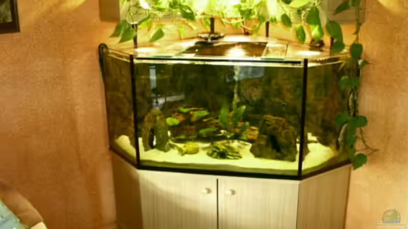 Eckaquarium Marke Eigenbau von Thomas Roth (1)