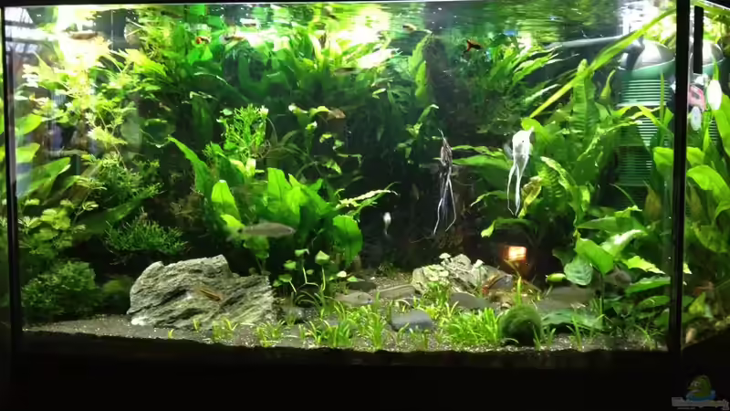 Eckbecken 350 Liter Küche von LiWeBe (4)