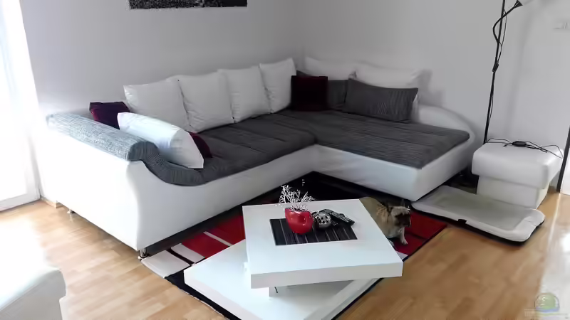 Ecksofa und Terrarium kombinieren - So gelingt die perfekte Symbiose aus Wohnkomfort und Tierwohl