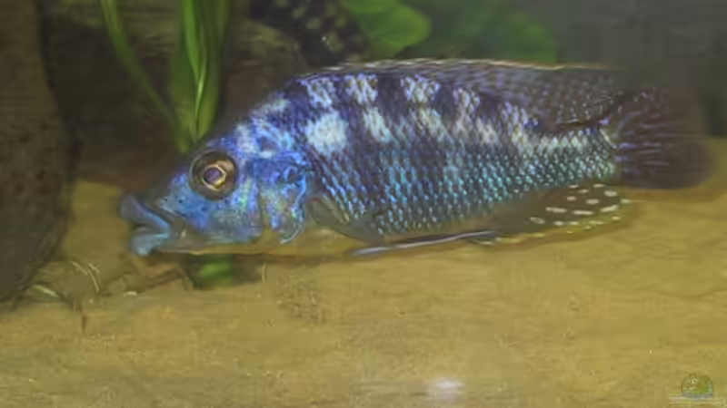 Eclectochromis lambrosus von Jan Kadletz (10)