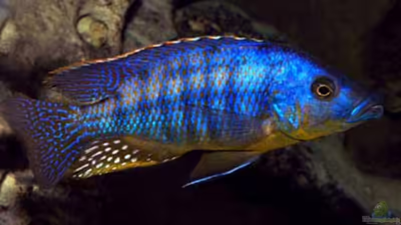 Eclectochromis mbenji thick lip von Heiko Gröschel (29)