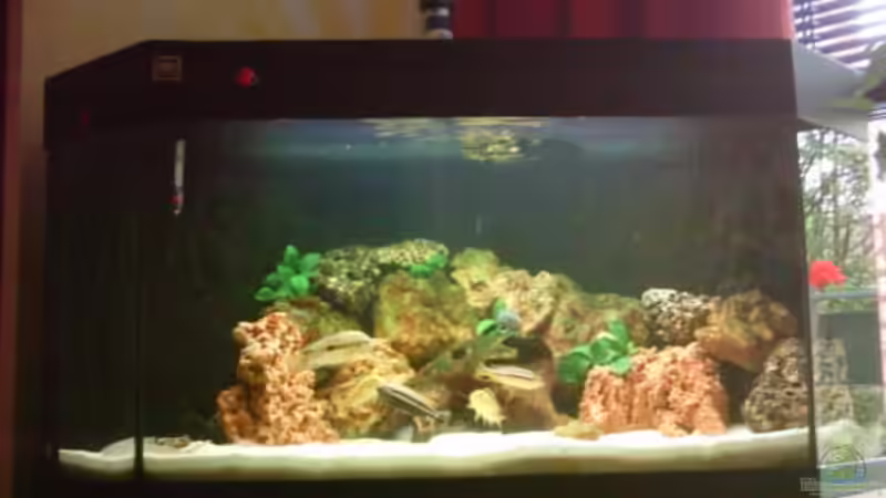 Eclectochromis ´mbenjii´ Thick Lip von Matthias Knittel (5)