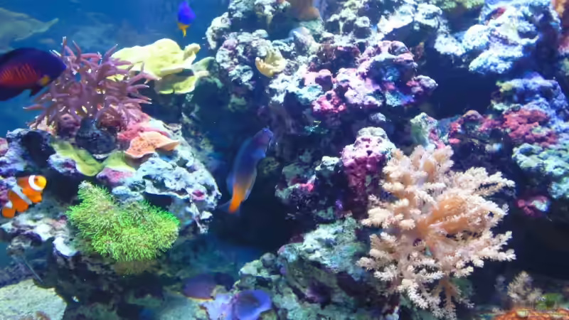 Aquarien mit Ecsenius bicolor (zweifarbiger Schleimfisch)