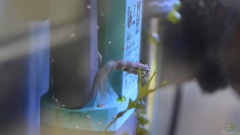 Ecsenius bimaculatus, einer von Dreien von Junglist (42)