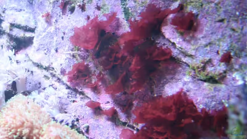 Aquarien mit Salarias ramosus (Schleimfisch)