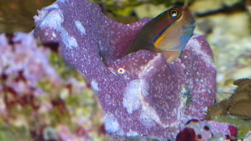 Aquarien mit Ecsenius stigmatura (Schleimfisch)