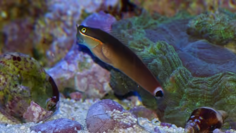 Aquarien mit Ecsenius stigmatura (Schleimfisch)