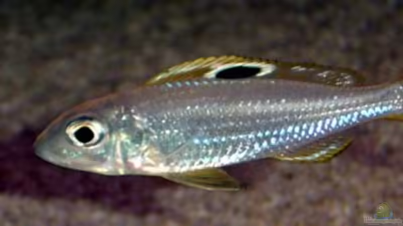 Ectodus descampsi im Aquarium halten (Einrichtungsbeispiele für Ectodus descampsi)